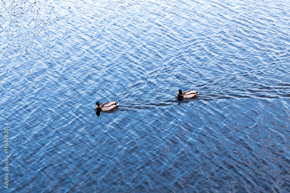 Fototapeta premium Ducks in the mating season.