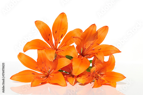 Lily flower.  bouquet of orange lilies on a white background. bouquet of orange flowers. Aroma of lilies