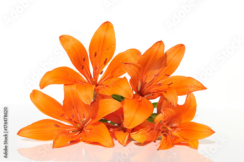 Tableau sur toile Lily flower