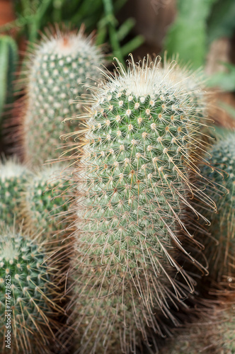 cactus en pot dans une serre tropicale