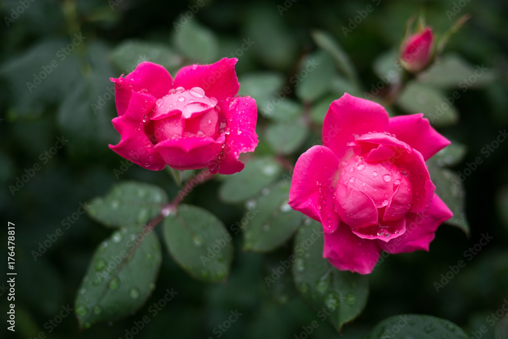Pink rose in the nature or in the garden. Pink rose in the nature or in the garden.