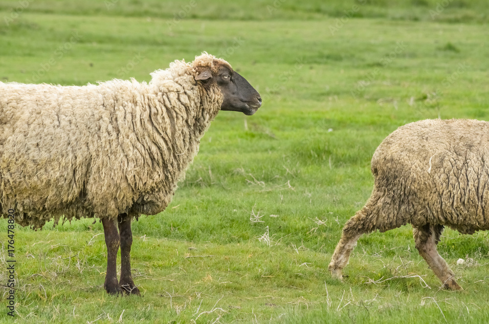 Obraz premium Sheep seamless
