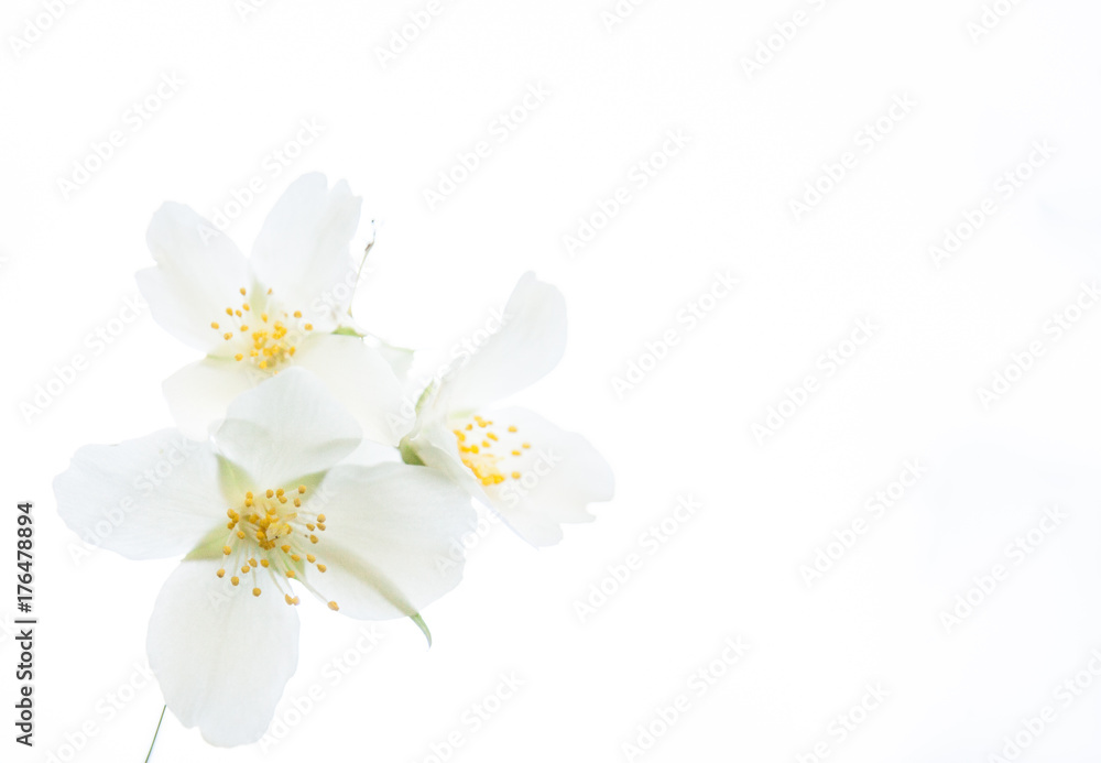 Obraz premium Three white blossoms of mock-orange
