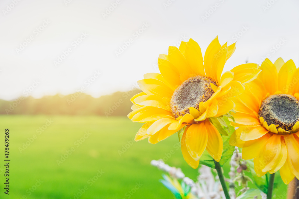 Fototapeta premium sun flower with green field background fresh morning nature with space for text