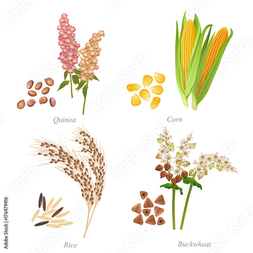 Four cereals in form of grains and ears / There are quinoa, corn, rice and buckwheat

