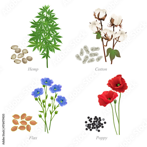 Four oilseeds in form of grains and plant / There are hemp, cotton, flax and poppy
