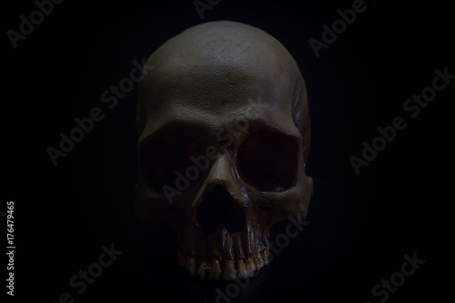 A Still life of skull in to the dark background.