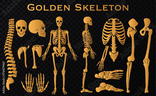 Golden luxury human bones skeleton silhouette collection set. High detailed Vector illustration. photo