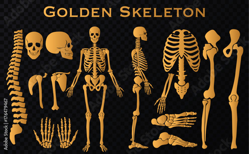 Golden luxury human bones skeleton silhouette collection set. High detailed Vector illustration.