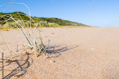 Beach Grass with Distance