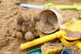 Mushrooms on the children's sand pit