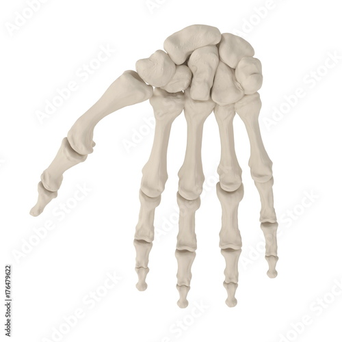 Human Arm Bones on white. 3D illustration