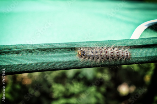 Fat and hairy centipede photo