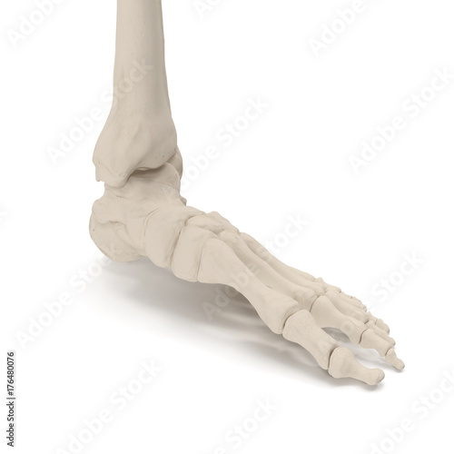 Human Legs Skeleton Bones on white. 3D illustration