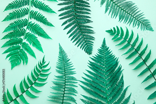 Fern Tropical Leaf. Floral Leaves Fashion Concept. Vivid Design. Art Gallery. Creative Bright Color Style. Green Summer fashion Background