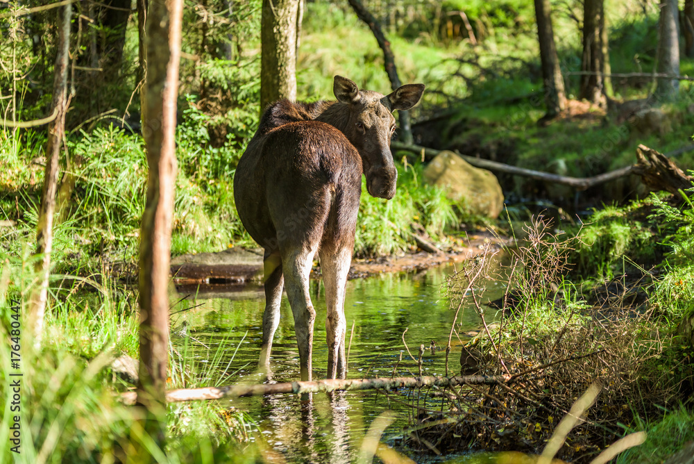 Female moose standing in small and shallow forest stream with back towards you Female moose standing in small and shallow forest stream with back towards you