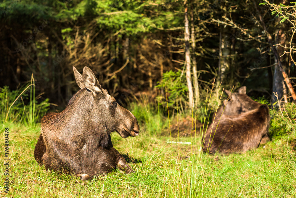 Two adult female moose (Alces alces) resting in the sunshine in a forest glade. Two adult female moose (Alces alces) resting in the sunshine in a forest glade.