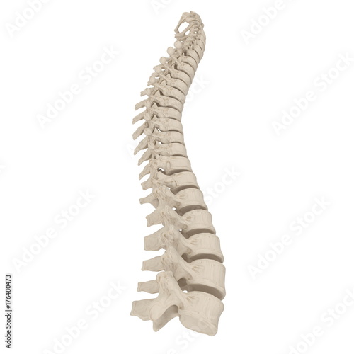 Human Lumbar Spine Anatomy on white. 3D illustration