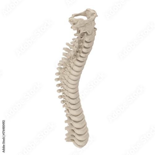 Human Spine Anatomy on white. 3D illustration
