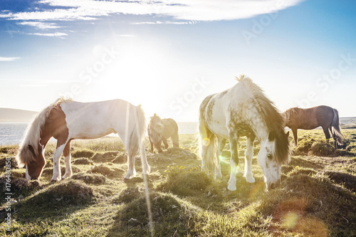Icelandic Horses