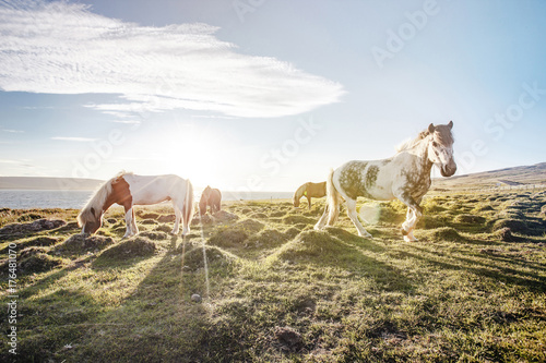 Icelandic Horse