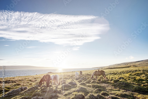 Icelandic Horses