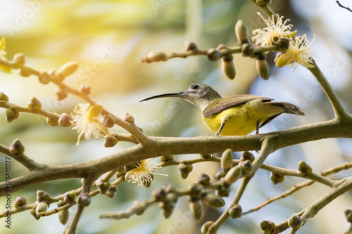 Bird with long bill .
Little spiderhunter bird  perching  on palm flower eating sweet with long bill in sunny day,low angle view. photo