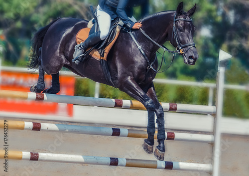 Black dressage horse and rider in white uniform performing jump at show jumping competition. Equestrian sport background. Black horse portrait during dressage competition. 