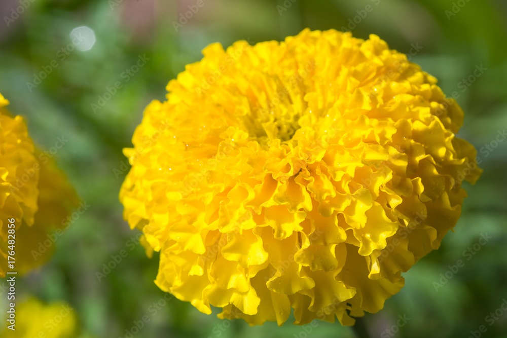 Beautiful marigold flowers in the garden. Beautiful marigold flowers in the garden.