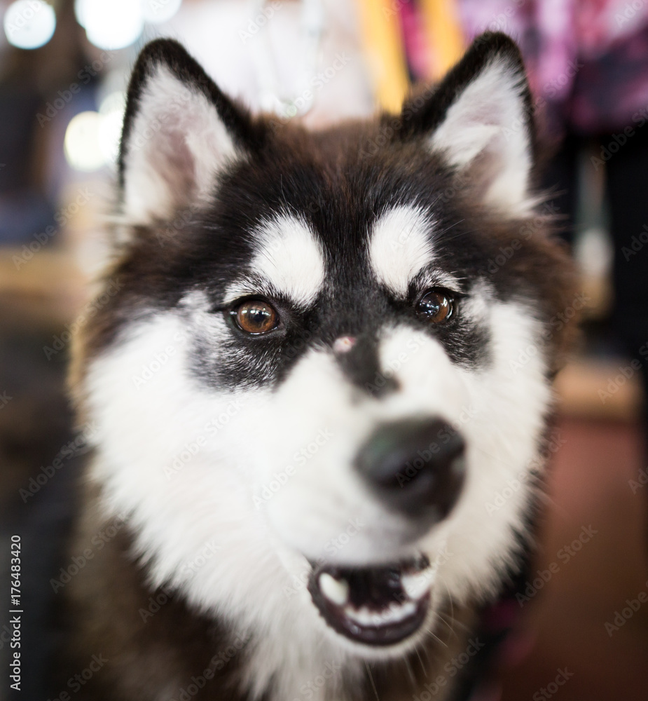 a portrait of a Husky dog