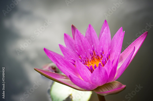 Purple lotus blooming in a pound. Aquatic plant. Tropical flower. Closeup and dark vignette.