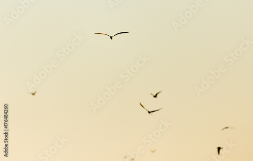 gulls in the sky above the lake at sunset