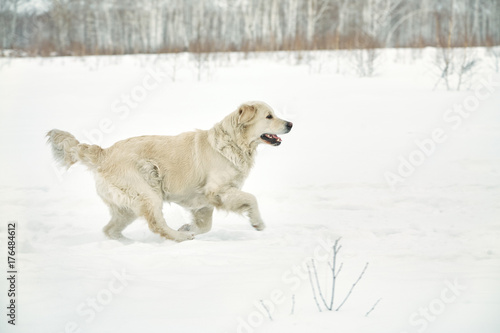 Labrador retriever dogin the winter outdoors