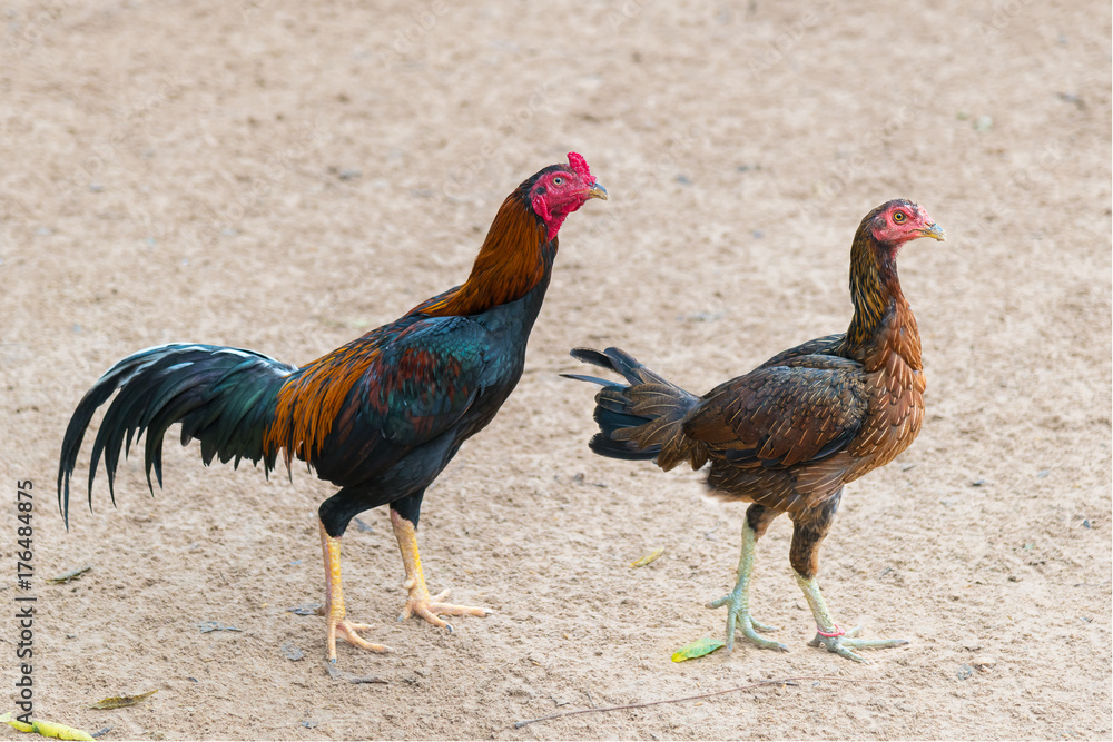 Young Thai rooster and young hen isolated on the ground