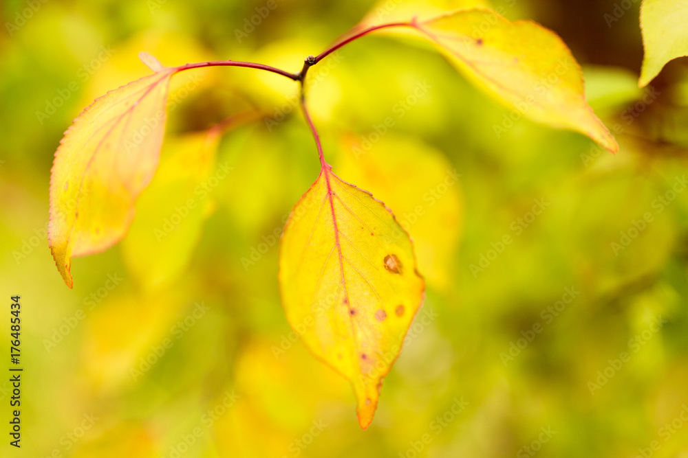 beautiful leaves on a tree in autumn beautiful leaves on a tree in autumn