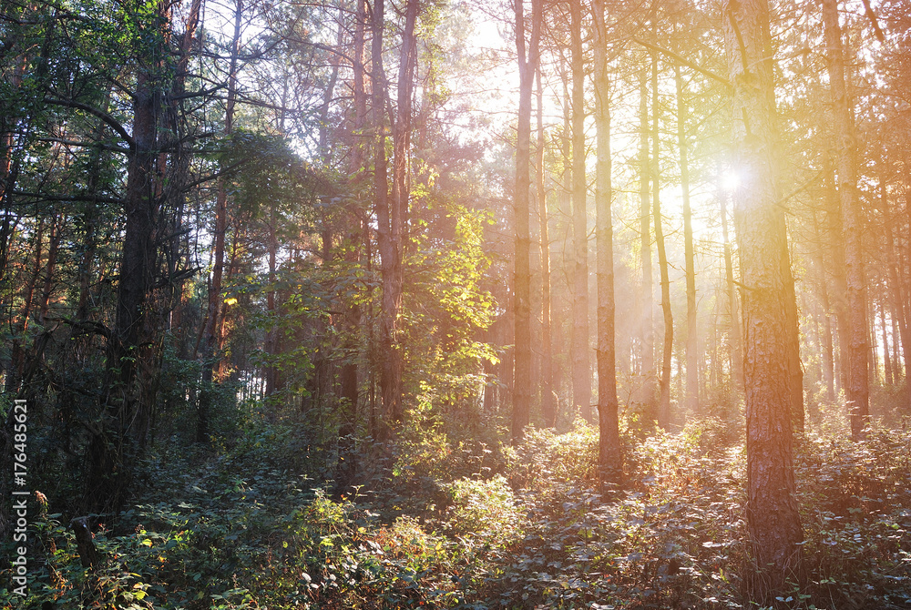 Fototapeta premium Autumn Morning Forest with morning sunshine in the wilderness, Hungary
