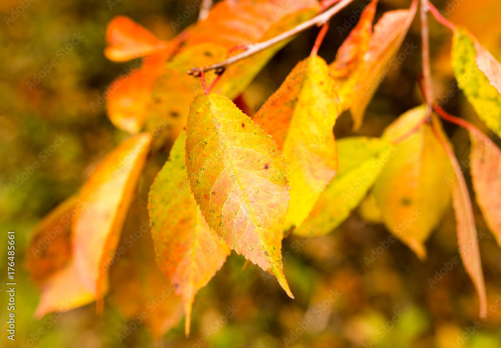 Obraz premium beautiful autumn leaves on nature in autumn