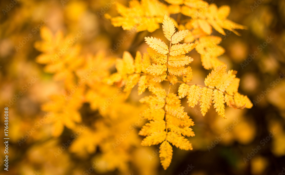 beautiful leaves on a tree in autumn beautiful leaves on a tree in autumn