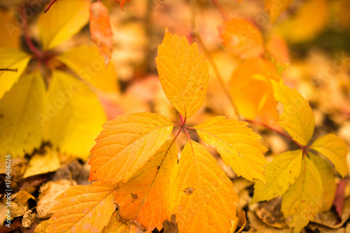 beautiful leaves on a tree in autumn