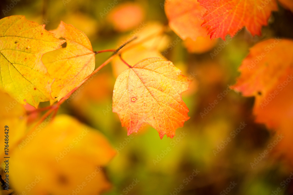 Fototapeta premium beautiful leaves on a tree in autumn
