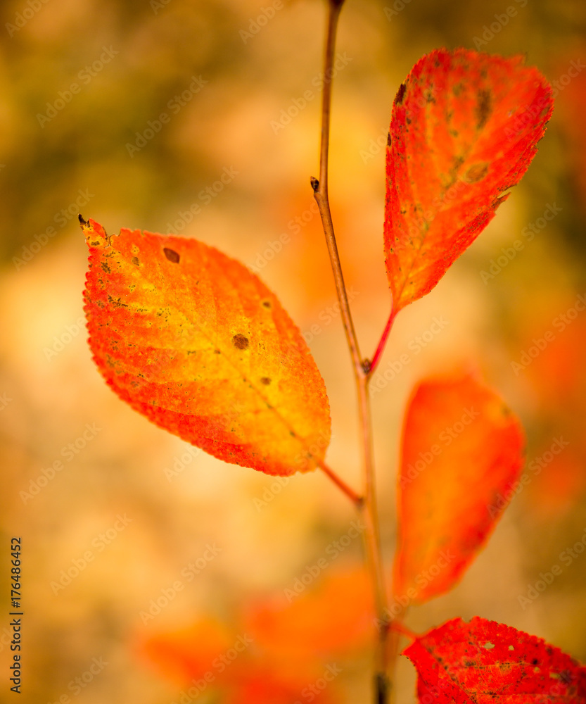 Obraz premium beautiful leaves on a tree in autumn