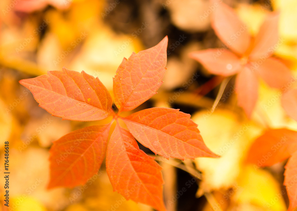 beautiful leaves on a tree in autumn beautiful leaves on a tree in autumn