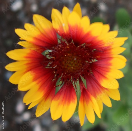 Yellow and red flower