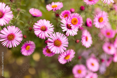 beautiful violet flower in nature