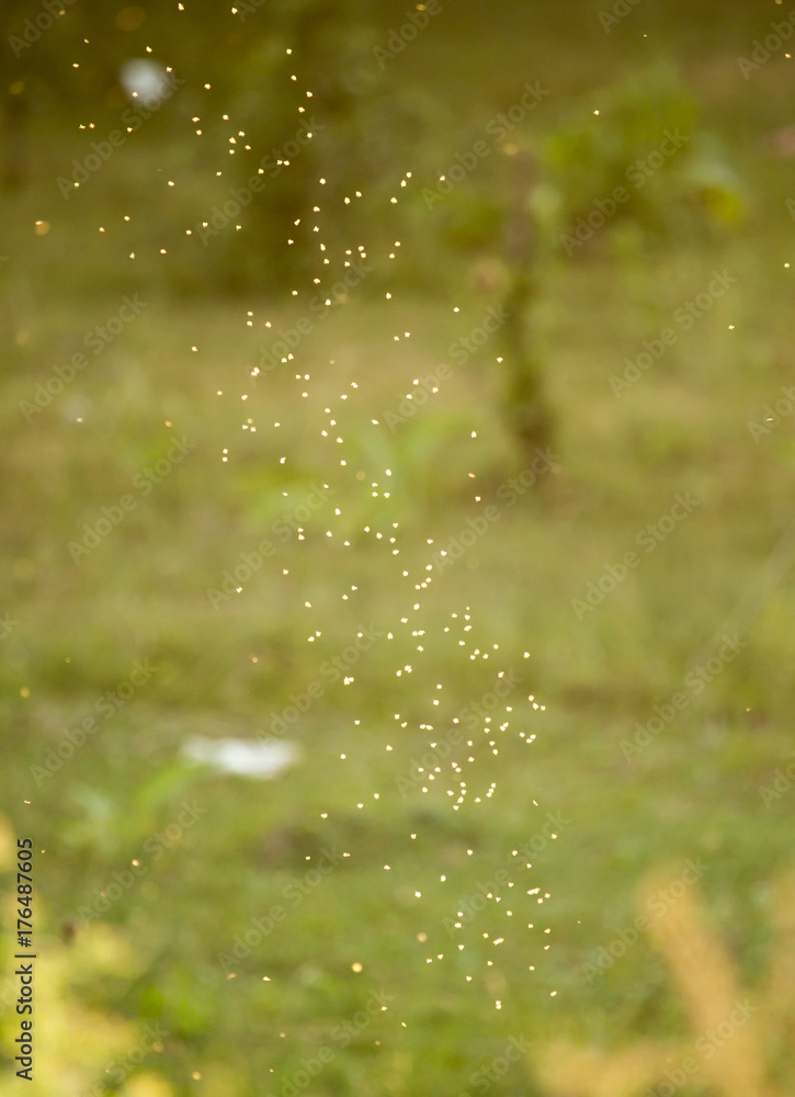 midges in the sun in the nature midges in the sun in the nature