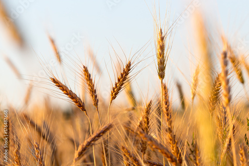 yellow ears of wheat at sunset in nature