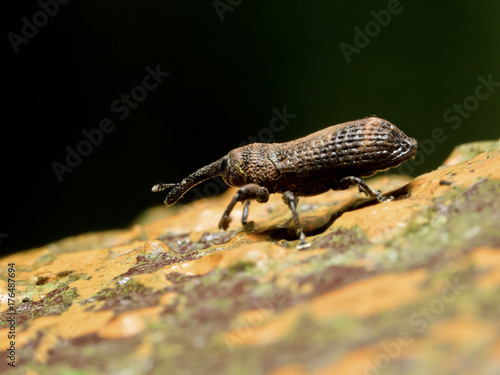 Weevil beetle