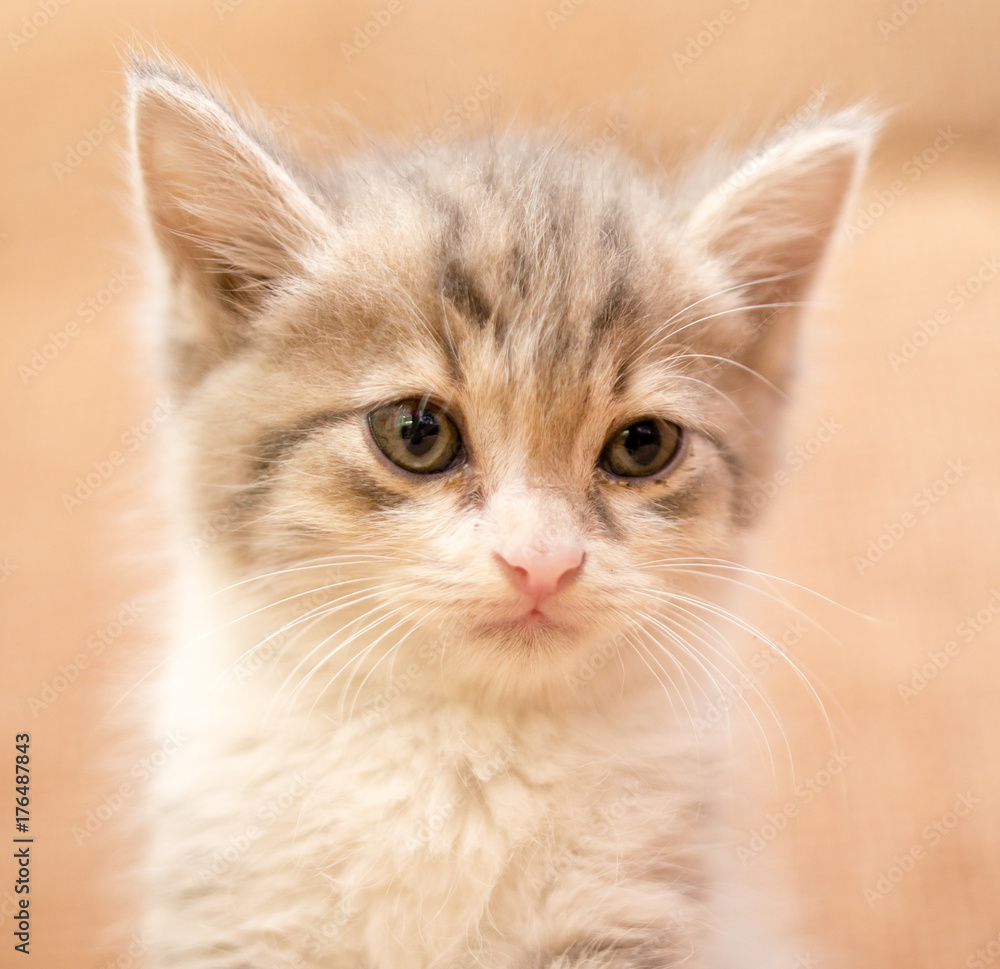 portrait of a small kitten portrait of a small kitten