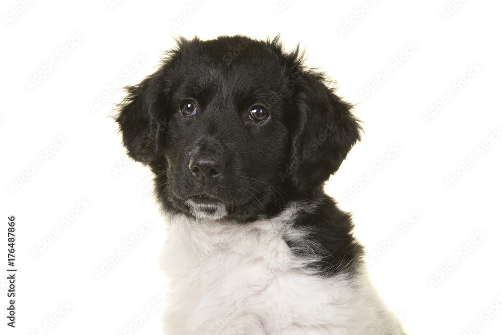 Portrait of a cute black and white stabyhoun on a white background Portrait of a cute black and white stabyhoun on a white background