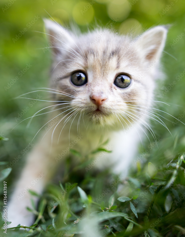 little kitten is walking in green grass outdoors little kitten is walking in green grass outdoors
